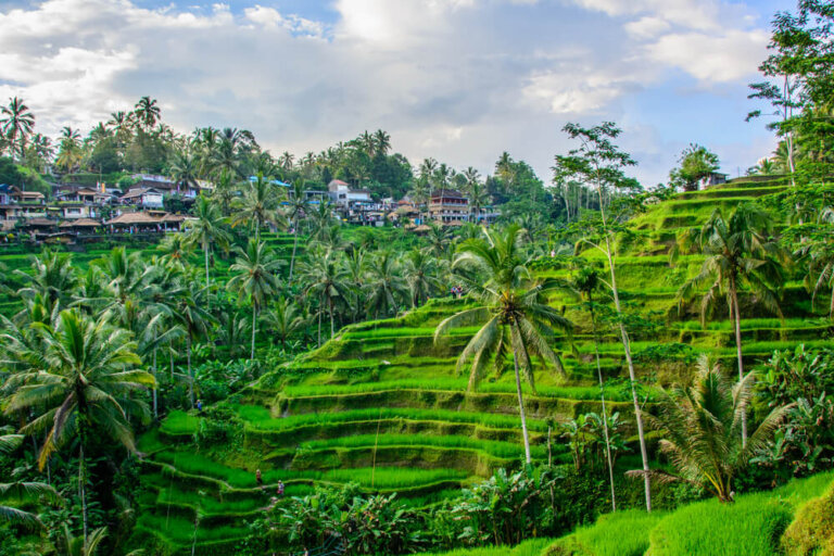 Ubud en Indonesia: qué es lo que no te debes perder