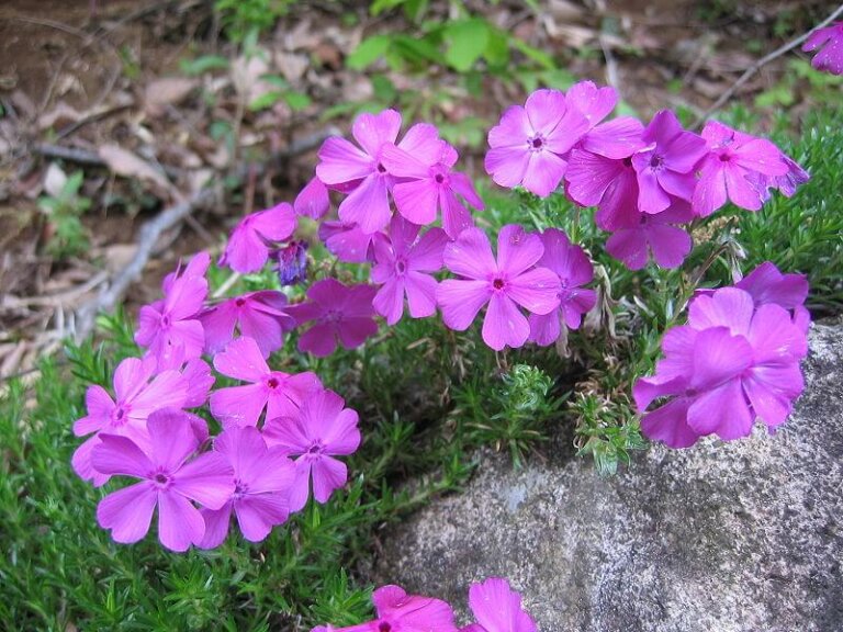 Los campos de Shibazakura: un mar de flores