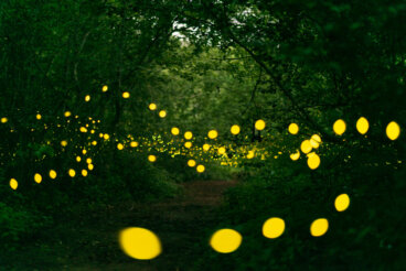 El extraño fenómeno de las luciérnagas de Great Smoky