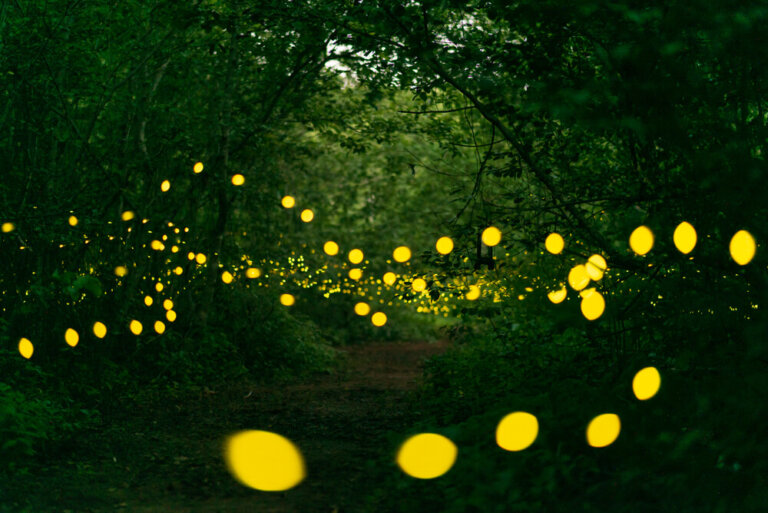 El extraño fenómeno de las luciérnagas de Great Smoky