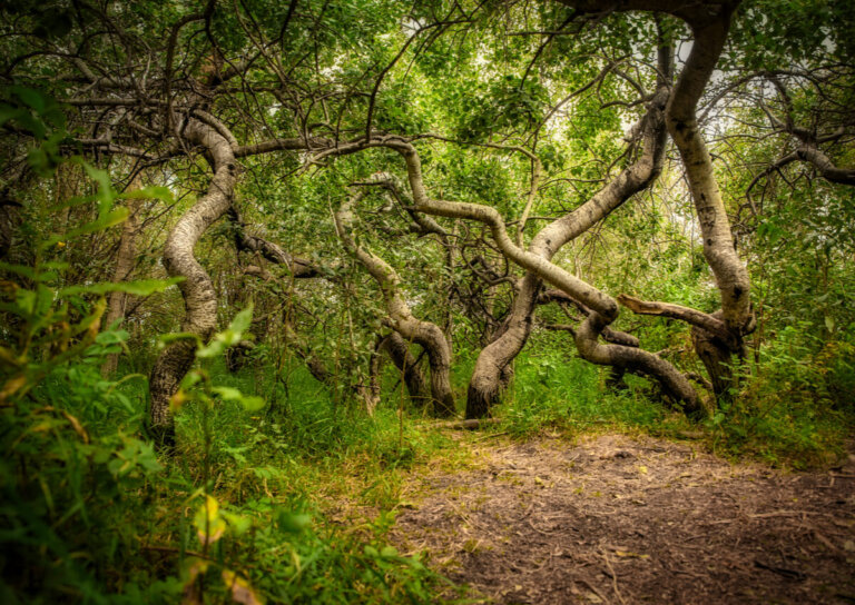 Los misteriosos árboles torcidos de Hafford en Canadá
