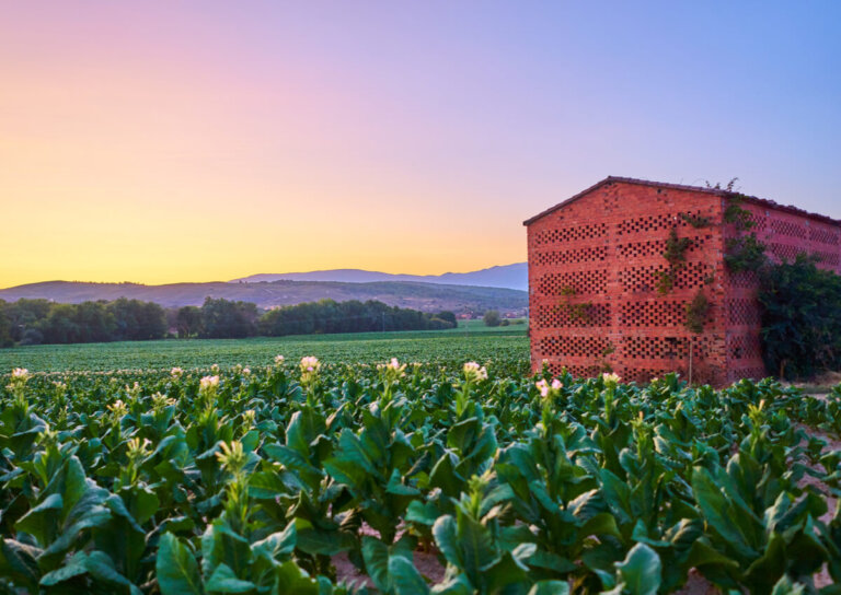 Los secaderos de tabaco de La Vera y sus peculiares usos