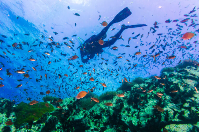 8 consejos para hacer buceo en Koh Tao