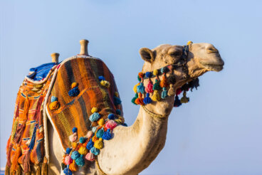 5 curiosos medios de transporte en el mundo