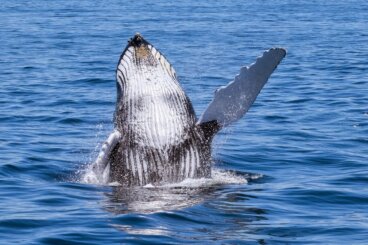¿Se pueden ver ballenas en España? Los mejores sitios