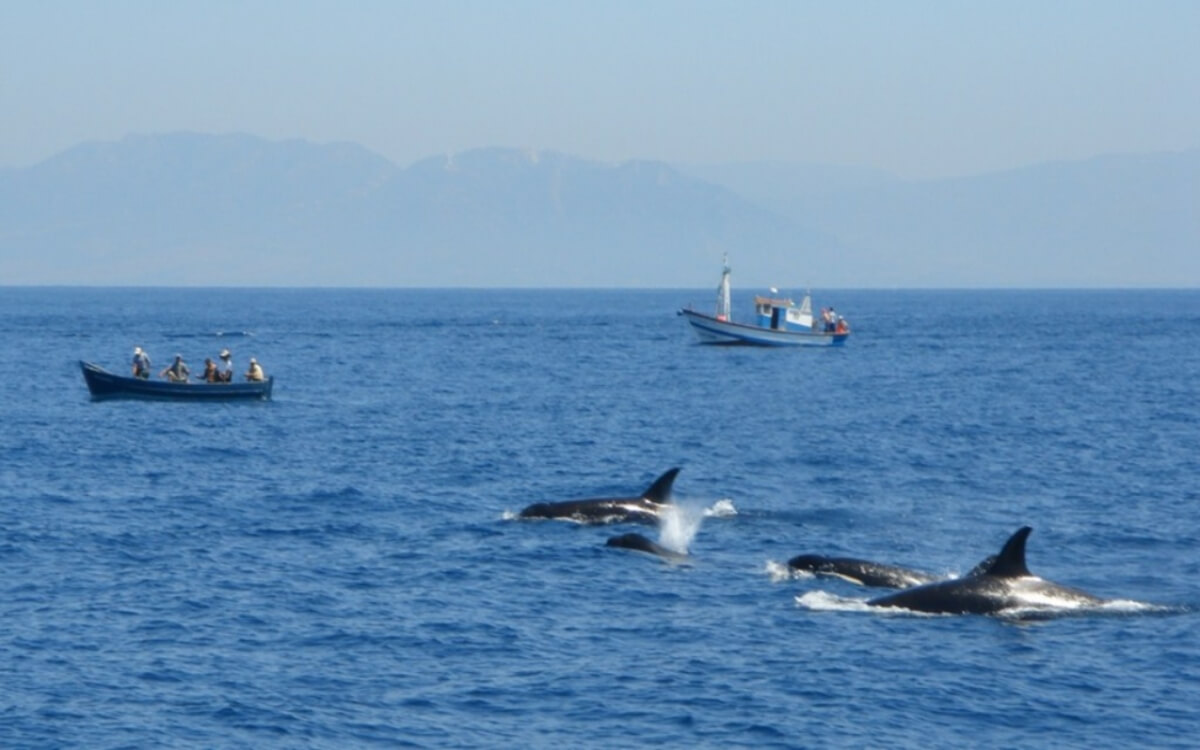 Ballenas en las costas de Tarifa, al sur de España.