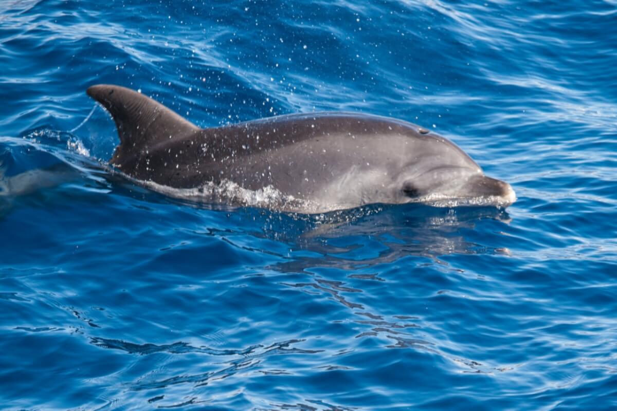 Delfín en el mar de España. 